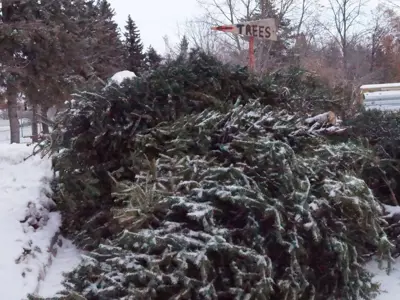A pile of Christmas trees to be recycled by the City.